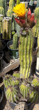 #EC08 EXACT Trichocereus Grandiflorus hybrid SunFlower Cactus Cutting 5-6”
