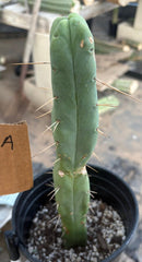 #EC09 EXACT Trichocereus  "Jiimz" Bridgesii 4 Rib Wind Cactus Specimens