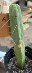 #EC09 EXACT Trichocereus  "Jiimz" Bridgesii 4 Rib Wind Cactus Specimens
