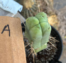 #EC09 EXACT Trichocereus  "Jiimz" Bridgesii 4 Rib Wind Cactus Specimens
