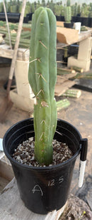 #EC09 EXACT Trichocereus  "Jiimz" Bridgesii 4 Rib Wind Cactus Specimens
