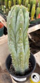 #EC100 EXACT Trichocereus Peruvianus TSSBP Cactus 17”