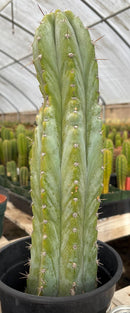 #EC100 EXACT Trichocereus Peruvianus TSSBP Cactus 17”