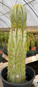 #EC100 EXACT Trichocereus Peruvianus TSSBP Cactus 17”