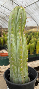 #EC100 EXACT Trichocereus Peruvianus TSSBP Cactus 17”