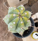 #EC100 EXACT Trichocereus Peruvianus TSSBP Cactus 17”