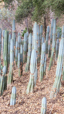 #EC100 EXACT Trichocereus Peruvianus TSSBP Cactus 17”