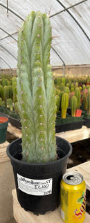 #EC100 EXACT Trichocereus Peruvianus TSSBP Cactus 17”