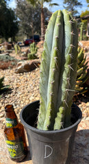 #EC102 “D” EXACT Trichocereus Peruvianus TSSBP Cactus 13.5”