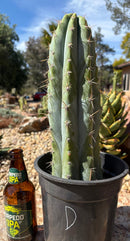 #EC102 “D” EXACT Trichocereus Peruvianus TSSBP Cactus 13.5”