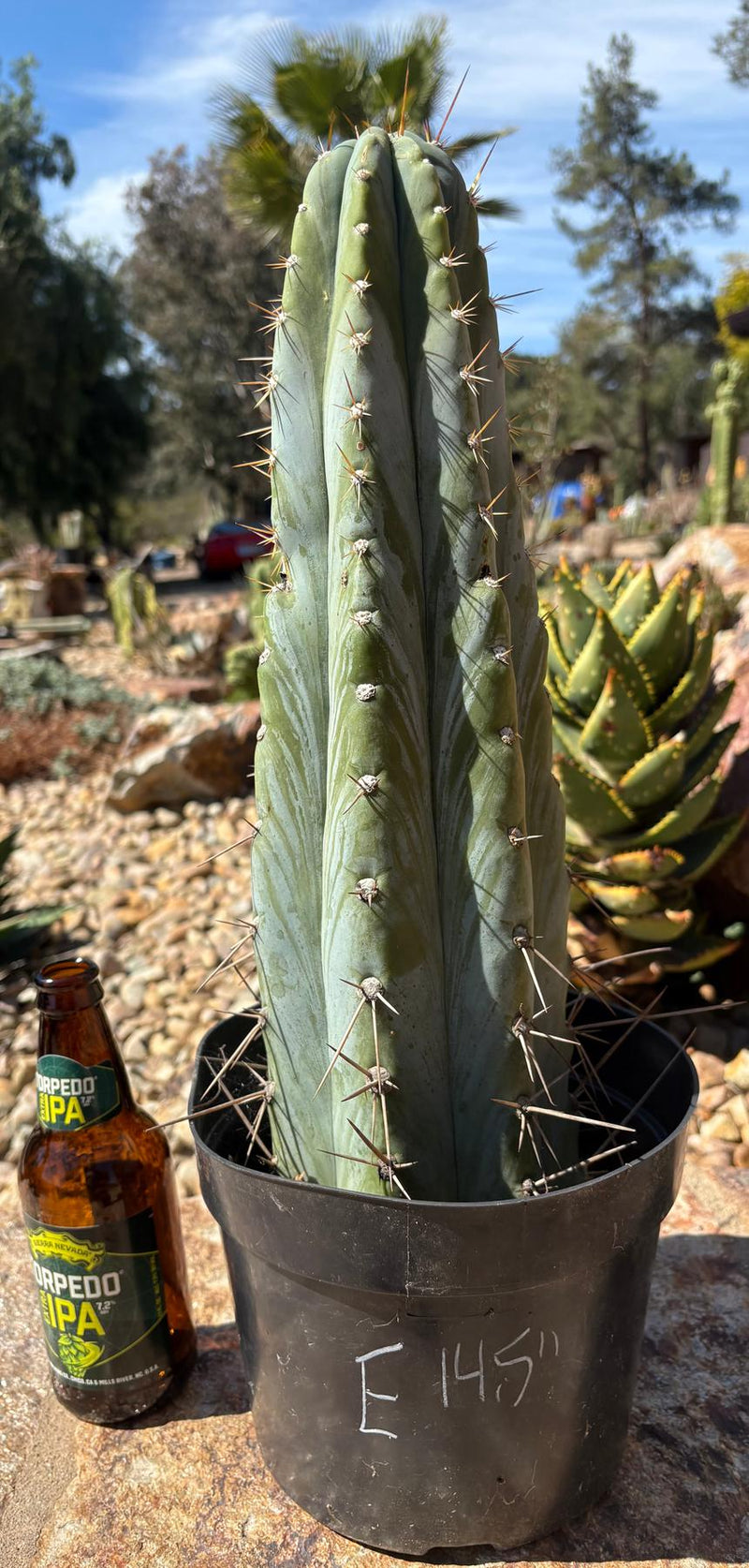 EC102 “D” EXACT Trichocereus Peruvianus TSSBP Cactus 13.5”