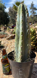 #EC102 “D” EXACT Trichocereus Peruvianus TSSBP Cactus 13.5”