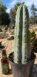 #EC102 “D” EXACT Trichocereus Peruvianus TSSBP Cactus 13.5”