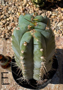 #EC102 “D” EXACT Trichocereus Peruvianus TSSBP Cactus 13.5”