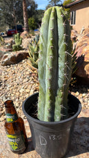 #EC102 “D” EXACT Trichocereus Peruvianus TSSBP Cactus 13.5”