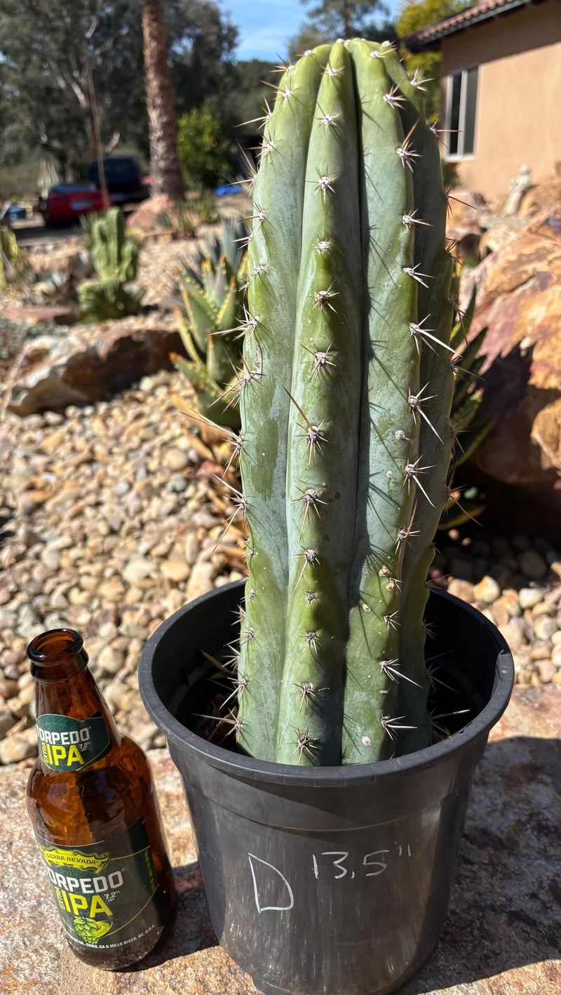 EC102 “D” EXACT Trichocereus Peruvianus TSSBP Cactus 13.5”