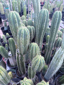 #EC103 Trichocereus Pachanoi “K-Valle” Cactus Cuttings 7-8”