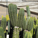 #EC103 Trichocereus Pachanoi “K-Valle” Cactus Cuttings 7-8”