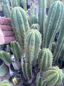 #EC103 Trichocereus Pachanoi “K-Valle” Cactus Cuttings 7-8”