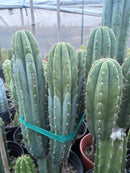 #EC103 Trichocereus Pachanoi “K-Valle” Cactus Cuttings 7-8”