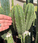 #EC103 Trichocereus Pachanoi “K-Valle” Cactus Cuttings 7-8”