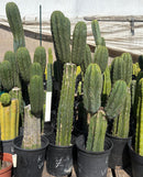 #EC103 Trichocereus Pachanoi “K-Valle” Cactus Cuttings 7-8”