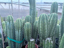 #EC103 Trichocereus Pachanoi “K-Valle” Cactus Cuttings 7-8”