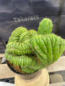 #EC104 EXACT Trichocereus  Pachanoi Crested TLC Ornamental Cactus " container