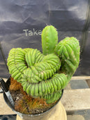 #EC104 EXACT Trichocereus  Pachanoi Crested TLC Ornamental Cactus " container