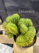 #EC104 EXACT Trichocereus  Pachanoi Crested TLC Ornamental Cactus " container