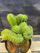 #EC104 EXACT Trichocereus  Pachanoi Crested TLC Ornamental Cactus " container