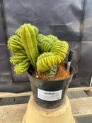 #EC104 EXACT Trichocereus  Pachanoi Crested TLC Ornamental Cactus " container