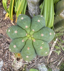 #EC106 EXACT Trichocereus Pachanoi Skip/CG Campground Cactus Cutting