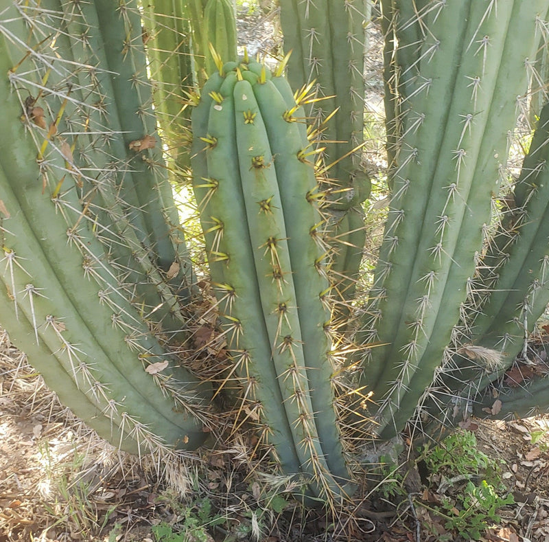 #EC107 EXACT Trichocereus Bridgesoid "SunSpine" cutting