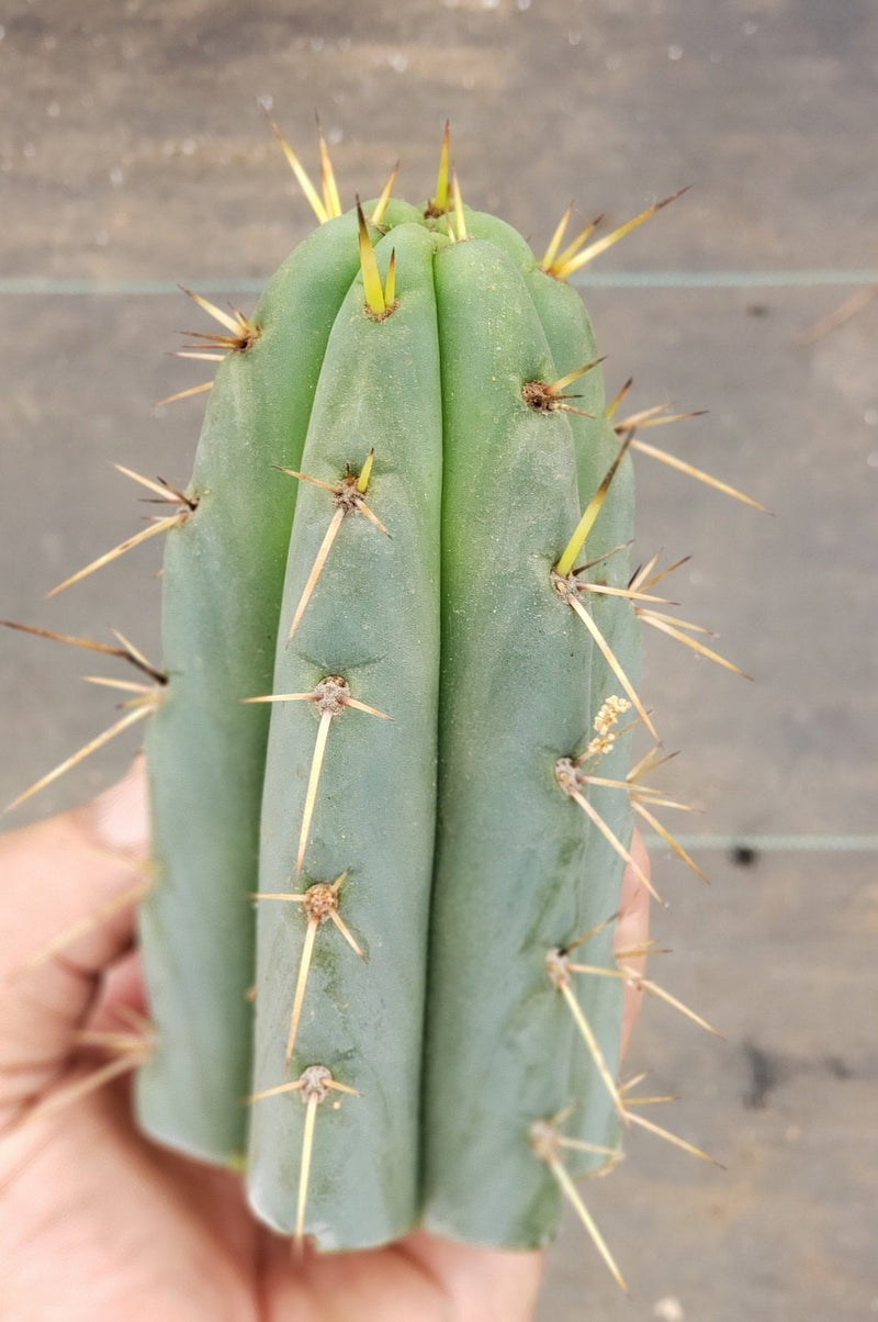 #EC107 EXACT Trichocereus Bridgesoid "SunSpine" cutting