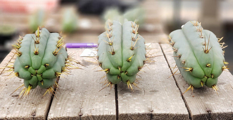 #EC107 EXACT Trichocereus Bridgesoid "SunSpine" cutting