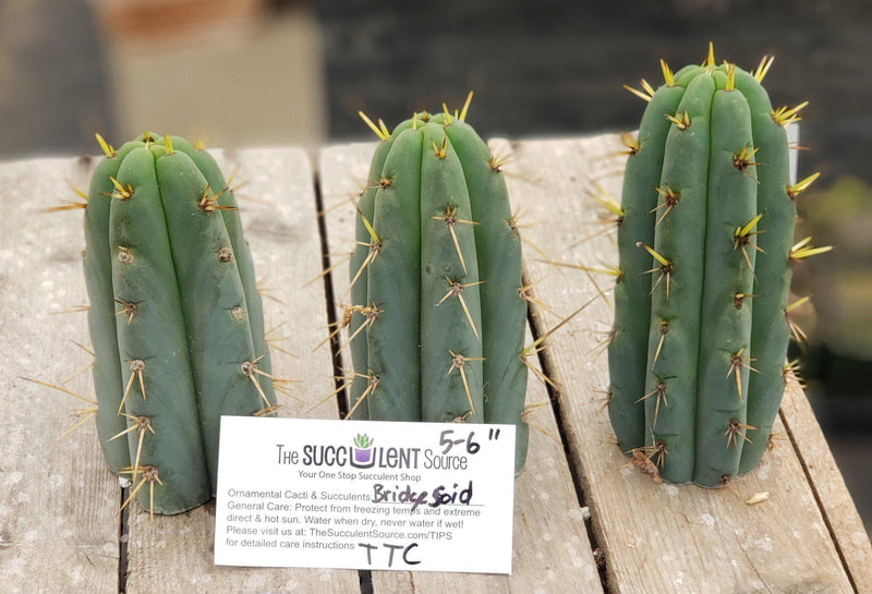 #EC107 EXACT Trichocereus Bridgesoid "SunSpine" cutting