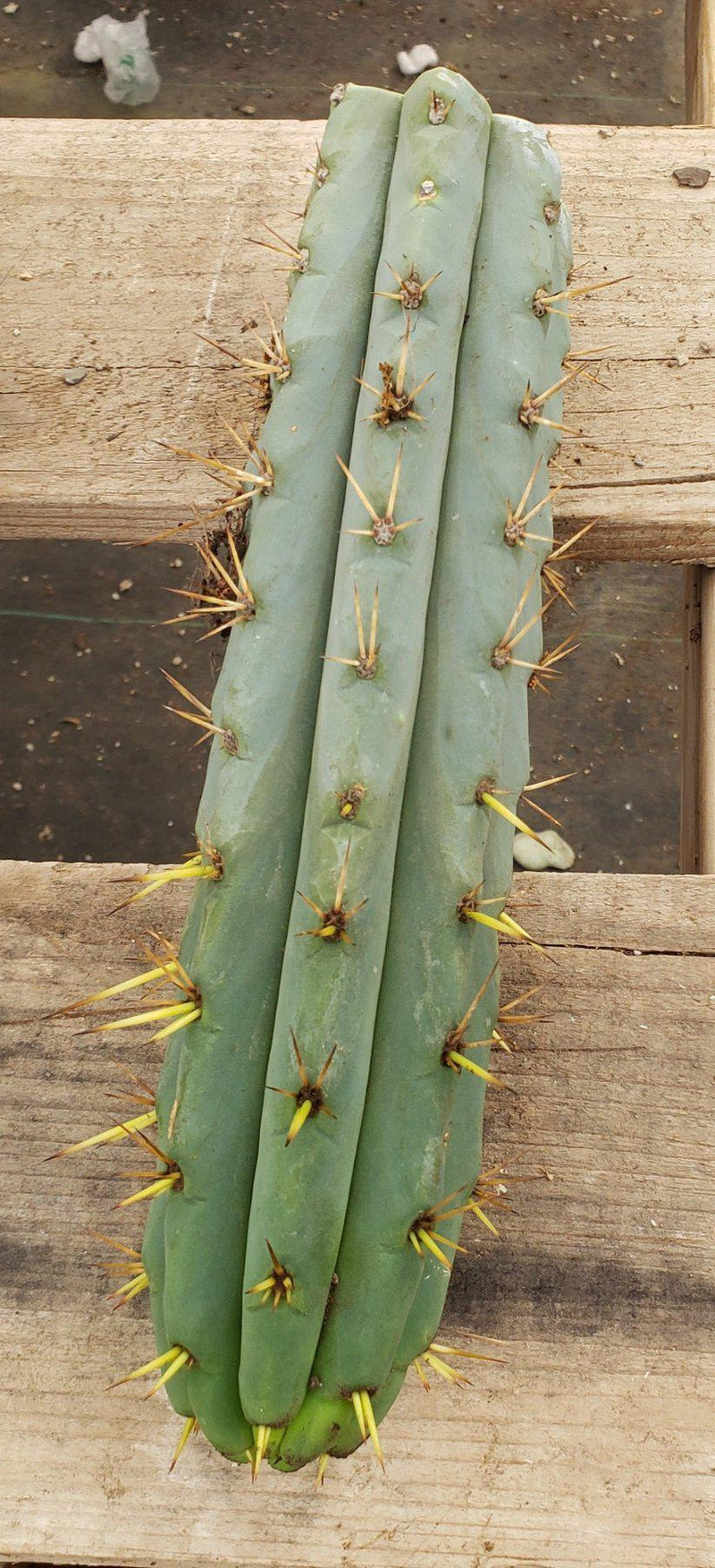 #EC107 EXACT Trichocereus Bridgesoid "SunSpine" cutting