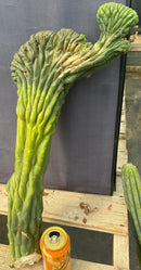#EC109 Exact Trichocereus Pachanoi  Crested Cactus Cutting 23”