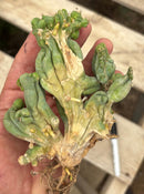 #EC11 EXACT Trichocereus Bridgesii Monstrose TBMC Crested Cactus Specimens