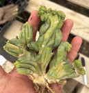 #EC11 EXACT Trichocereus Bridgesii Monstrose TBMC Crested Cactus Specimens