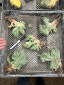 #EC11 EXACT Trichocereus Bridgesii Monstrose TBMC Crested Cactus Specimens