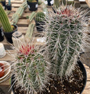 #EC110 EXACT Pachycereus Pringlei Cardon   Ornamental Cactus 8" and 5"