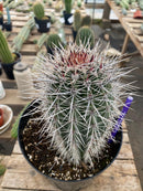 #EC110 EXACT Pachycereus Pringlei Cardon   Ornamental Cactus 8" and 5"