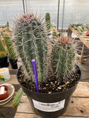 #EC110 EXACT Pachycereus Pringlei Cardon   Ornamental Cactus 8" and 5"