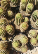 #EC111 EXACT Trichocereus Grandiflorus Ornamental Cactus Potted 8"