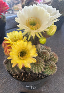 #EC111 EXACT Trichocereus Grandiflorus Ornamental Cactus Potted 8"