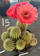 #EC111 EXACT Trichocereus Grandiflorus Ornamental Cactus Potted 8"