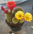 #EC111 EXACT Trichocereus Grandiflorus Ornamental Cactus Potted 8"