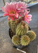 #EC111 EXACT Trichocereus Grandiflorus Ornamental Cactus Potted 8"